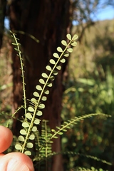 Sophora longicarinata
