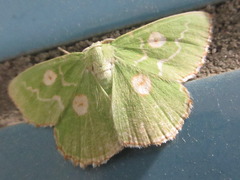 Thetidia albocostaria