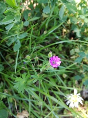 Geranium molle