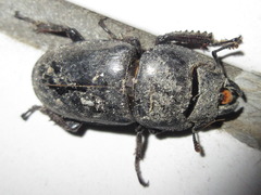 Serrognathus titanus castanicolor