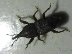 Sitophilus zeamais