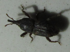 Sitophilus zeamais