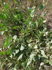 Atriplex verrucifera