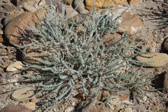 Reaumuria songarica