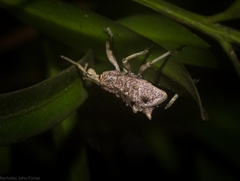 Leptopius setosus