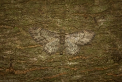 Chloroclystis mniochroa