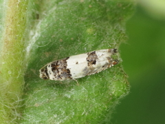 Epinotia thapsiana