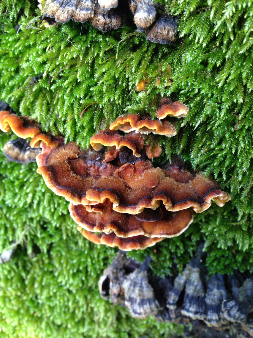 Stereum hirsutum image