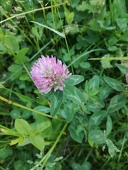 Trifolium pratense