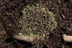 Riccia multifida