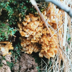 Ramaria capitata capitata