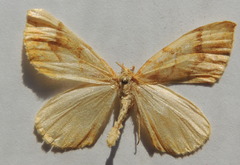 Eulithis mellinata