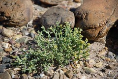 Anabasis brevifolia
