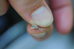 Horistus orientalis
