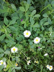 Bellis perennis