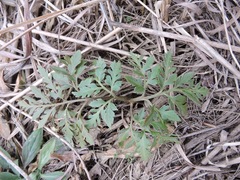 Sceptridium rugulosum