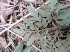 Sceptridium rugulosum