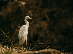 Bubulcus ibis