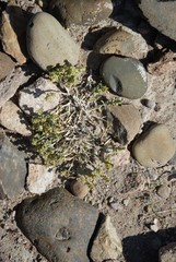 Anabasis brevifolia