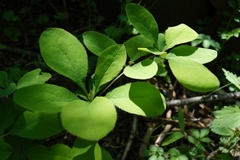 Berberis amurensis