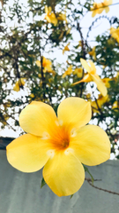 Allamanda cathartica