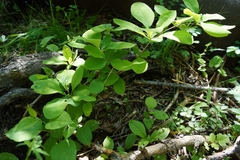 Berberis amurensis