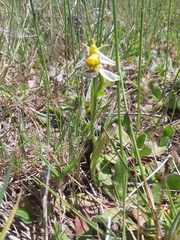 Ophrys apifera chlorantha
