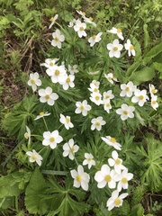 Anemonastrum crinitum