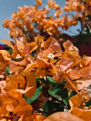 Bougainvillea