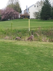 Branta canadensis