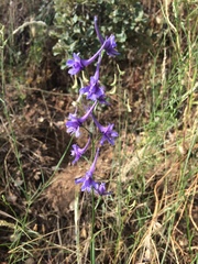 Delphinium gracile