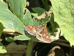 Pyrausta aurata