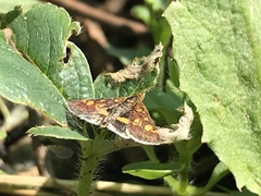 Pyrausta aurata
