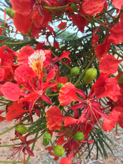 Delonix regia