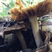 Inocybe rimosa - Photo (c) Brittany Burson, some rights reserved (CC BY-NC), uploaded by Brittany Burson