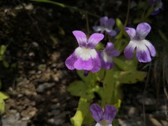 Pinguicula longifolia