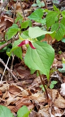 Trillium erectum