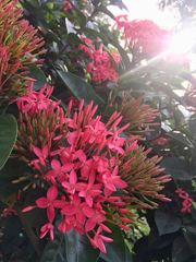 Ixora coccinea
