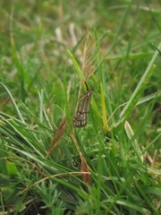 Chrysocrambus dentuellus