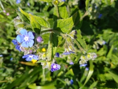 Pentaglottis sempervirens