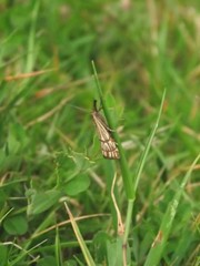 Chrysocrambus dentuellus
