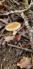 Amanita australis