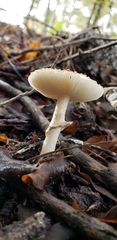 Amanita australis