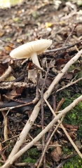 Amanita australis