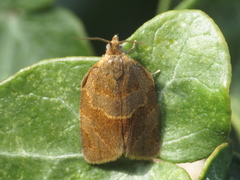 Clepsis dumicolana