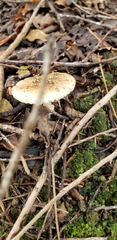 Amanita australis
