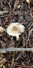 Amanita australis