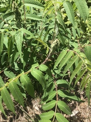 Rhus typhina