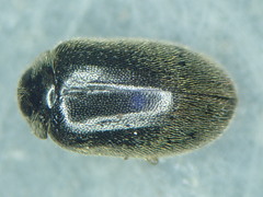 Contacyphon coarctatus