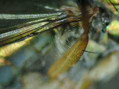 Dolichopus trivialis